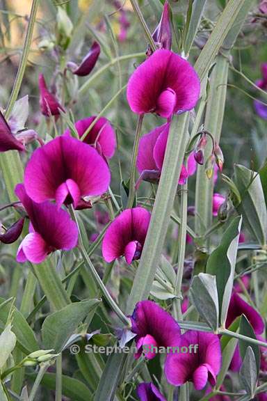 wpl_imgKL/Lathyrus tingitanus 7.jpg